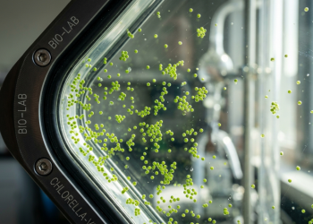 Como fachadas de microalgas sequestram carbono e renovam o oxigênio de ambientes internos