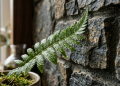 Projeto de casa biofílica valoriza jardins internos, ventilação e luz natural
