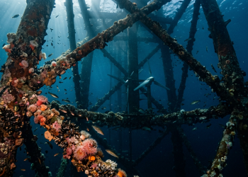 Escócia Holanda e Inglaterra transformam antigas plataformas de petróleo de 50 mil toneladas abandonadas no mar em enormes recifes de corais artificiais e centrais geradoras de energia azul