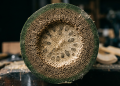 A arquitetura sismorresistente constata que os pavilhões amarrados há 2000 anos com a técnica asiática de andaimes de bambu gigante não se tornam estilhaços durante um tufão eles desenvolvem silenciosamente algo que a maioria das vigas de ferro nunca conseguirá oferecer a extrema flexibilidade anatômica para dobrar com o vento e voltar intactos à posição original