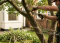 Quanto custa contratar um jardineiro para podar árvore em 2026 e quando a altura transforma o serviço em operação de risco