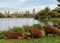 Metamorfose histórica no interior paulista: cidade que trocou de nome duas vezes em 40 anos adota capivara como símbolo de identidade hoje