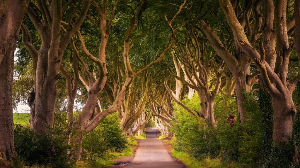 A histórica estrada na Irlanda do Norte preserva as faias plantadas in 1775; formando um túnel de galhos, a rota é uma das mais famosas da Europa