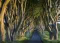 A histórica estrada na Irlanda do Norte preserva as faias plantadas in 1775; formando um túnel de galhos, a rota é uma das mais famosas da Europa