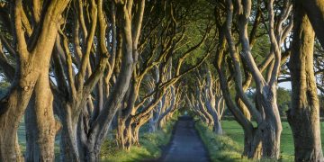 A histórica estrada na Irlanda do Norte preserva as faias plantadas in 1775; formando um túnel de galhos, a rota é uma das mais famosas da Europa