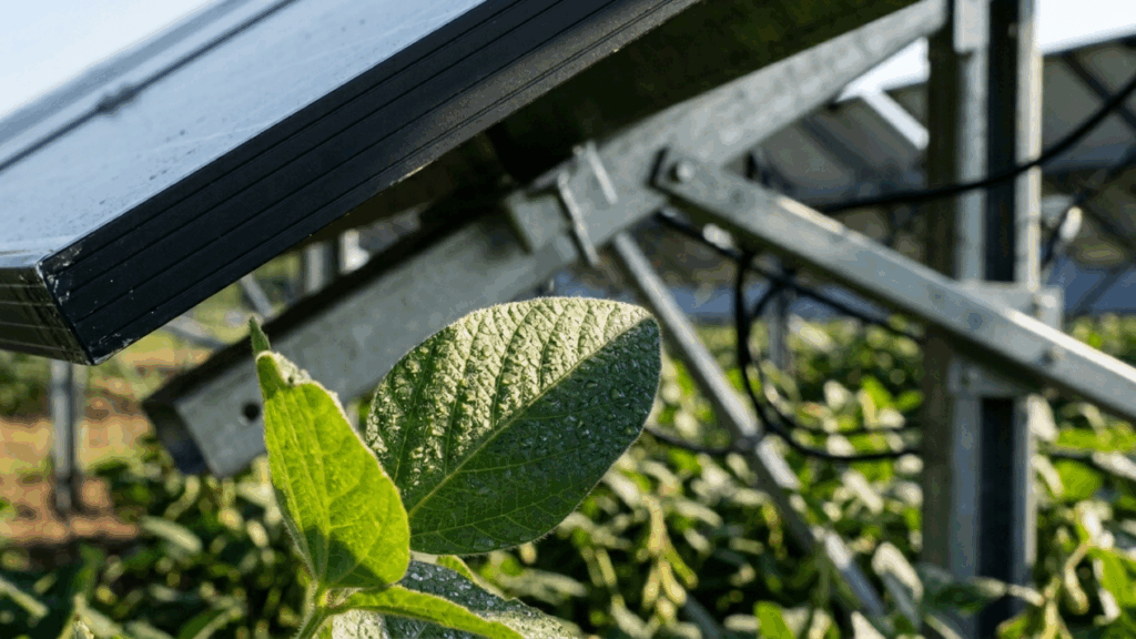 Os painéis solares erguidos sobre plantações prometem gerar eletricidade sem expulsar o agricultor da terra e ainda criar sombra útil para lavouras sensíveis
