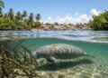 A cidade alagoana que abriga um dos maiores refúgios do peixe-boi no Brasil
