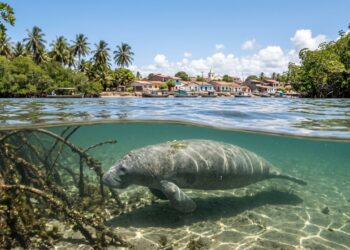 A cidade alagoana que abriga um dos maiores refúgios do peixe-boi no Brasil
