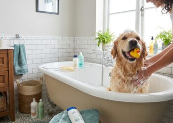 Quanto custa montar um espaço de banho para cães em casa e quais adaptações evitam pelos, água e mau cheiro pela lavanderia