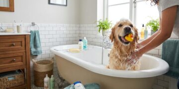 Quanto custa montar um espaço de banho para cães em casa e quais adaptações evitam pelos, água e mau cheiro pela lavanderia