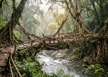 Pontes vivas feitas com raízes crescem por décadas para atravessar rios em uma das regiões mais chuvosas da Índia