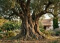 Oliveira de 500 anos é movida para jardim residencial