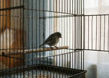 A psicologia chama de desamparo aprendido quando alguém apanha tanto da vida que para de tentar mesmo quando existe saída