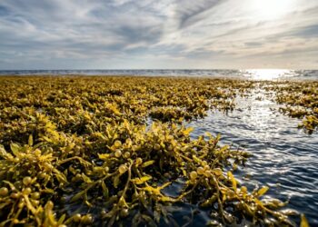 O mar sem litoral cercado por correntes no Atlântico