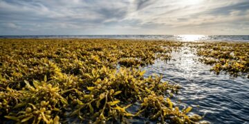 O mar sem litoral cercado por correntes no Atlântico