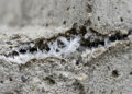 Esta tecnologia inovadora usa bactérias para fechar sozinhas rachaduras de até 0,8 mm de largura, estendendo a vida útil de pontes e túneis