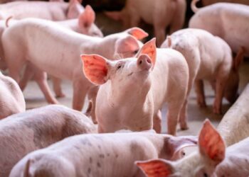 Exportação brasileira de proteínas segue em expansão diante da reconfiguração global, aponta ABPA