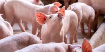Exportação brasileira de proteínas segue em expansão diante da reconfiguração global, aponta ABPA