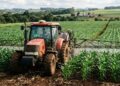 Rotação e tecnologia levam milho a 290 sacas por hectare