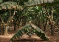 Cacau clonal e banana ampliam produção em sítio de 50 hectares