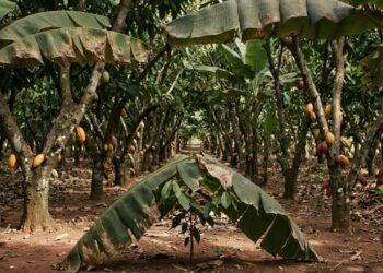Cacau clonal e banana ampliam produção em sítio de 50 hectares