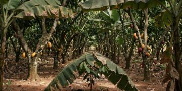 Cacau clonal e banana ampliam produção em sítio de 50 hectares
