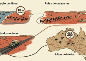 Como os camelos importados se tornaram ferais na Austrália