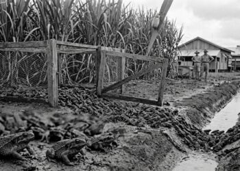 A introdução dos sapos-cururus na Austrália em 1935