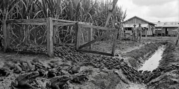 A introdução dos sapos-cururus na Austrália em 1935