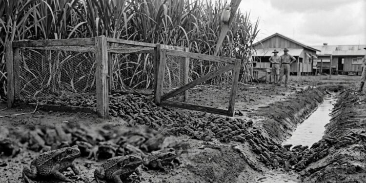 A introdução dos sapos-cururus na Austrália em 1935
