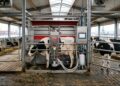 Como funciona a fazenda flutuante com 40 vacas em Rotterdam