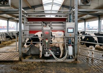 Como funciona a fazenda flutuante com 40 vacas em Rotterdam