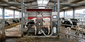 Como funciona a fazenda flutuante com 40 vacas em Rotterdam