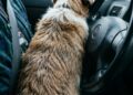 O que o CTB permite ao dirigir com cachorro no colo