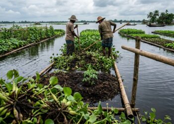 Como agricultores cultivam alimentos sobre áreas alagadas