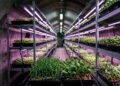 Fazendas subterrâneas transformam antigos túneis em áreas de cultivo com luz artificial e ambiente controlado