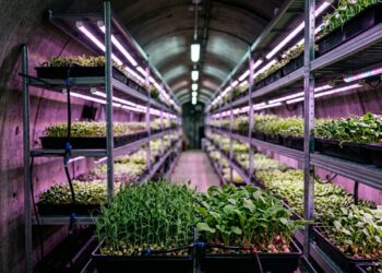 Fazendas subterrâneas transformam antigos túneis em áreas de cultivo com luz artificial e ambiente controlado