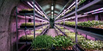 Fazendas subterrâneas transformam antigos túneis em áreas de cultivo com luz artificial e ambiente controlado