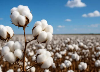 Brasil amplia presença no mercado de algodão e ultrapassa Austrália e EUA