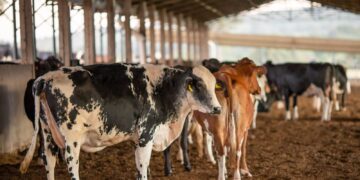 Contêineres frigoríficos com carne brasileira em porto, ao fundo bandeira da União Europeia, simbolizando suspensão de importações.
